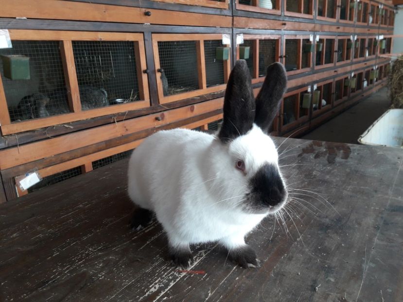  - A-IEPURI CALIFORNIENI