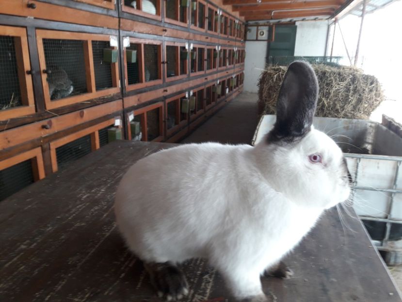  - A-IEPURI CALIFORNIENI