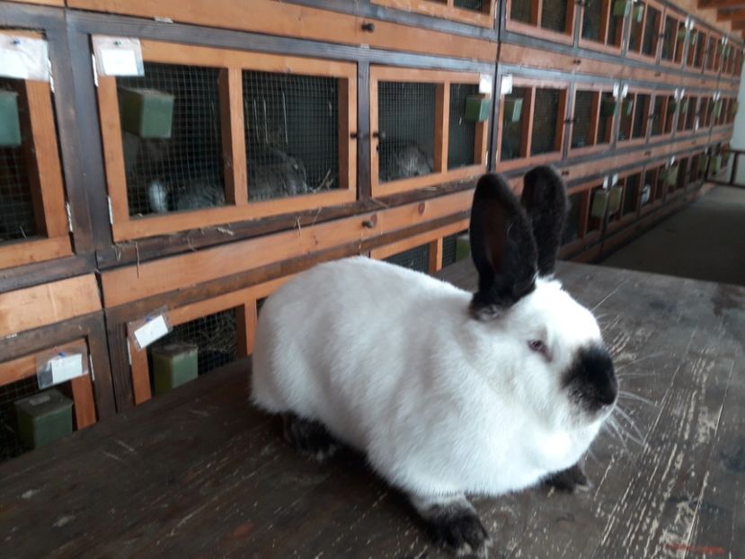  - A-IEPURI CALIFORNIENI