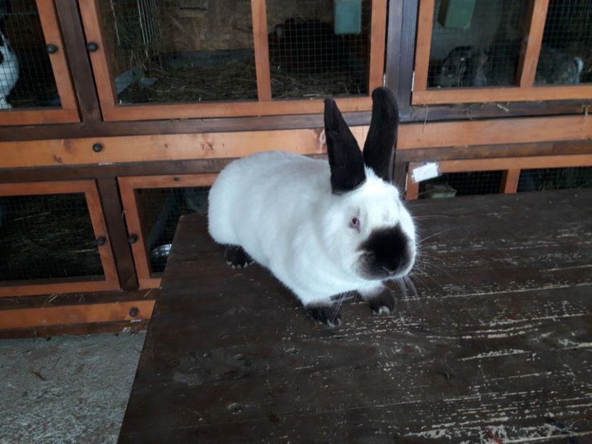  - A-IEPURI CALIFORNIENI