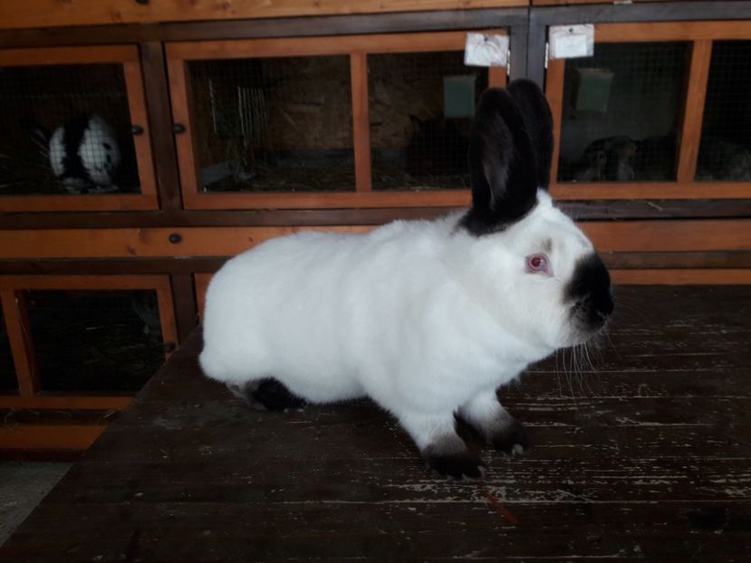  - A-IEPURI CALIFORNIENI