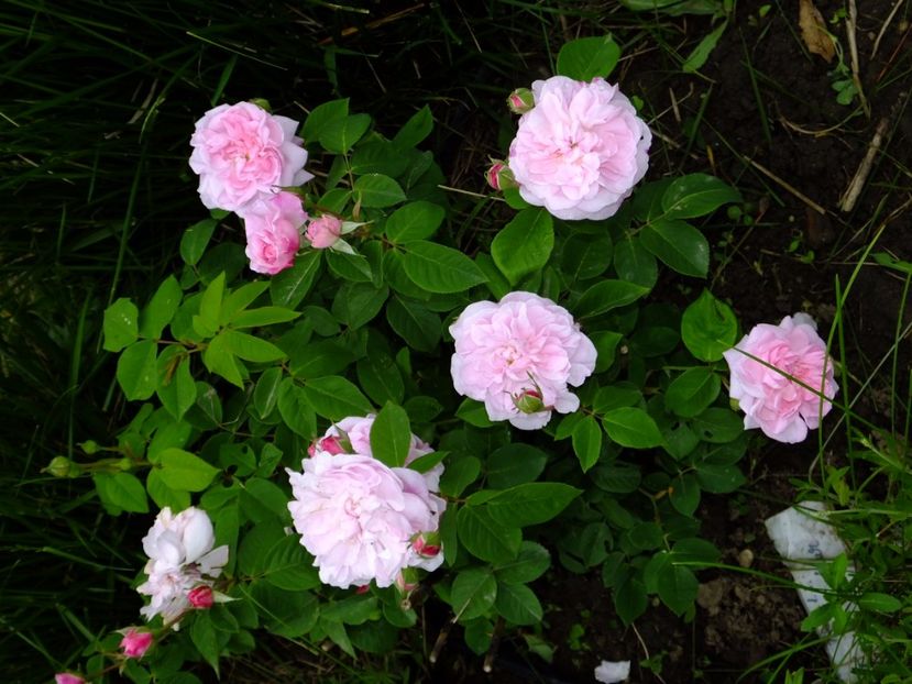 Fantin Latour - 2017_05_Mai II