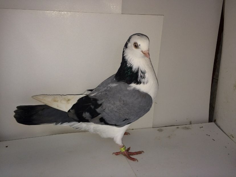 8831  femelă  2017_1 - tineret 2017