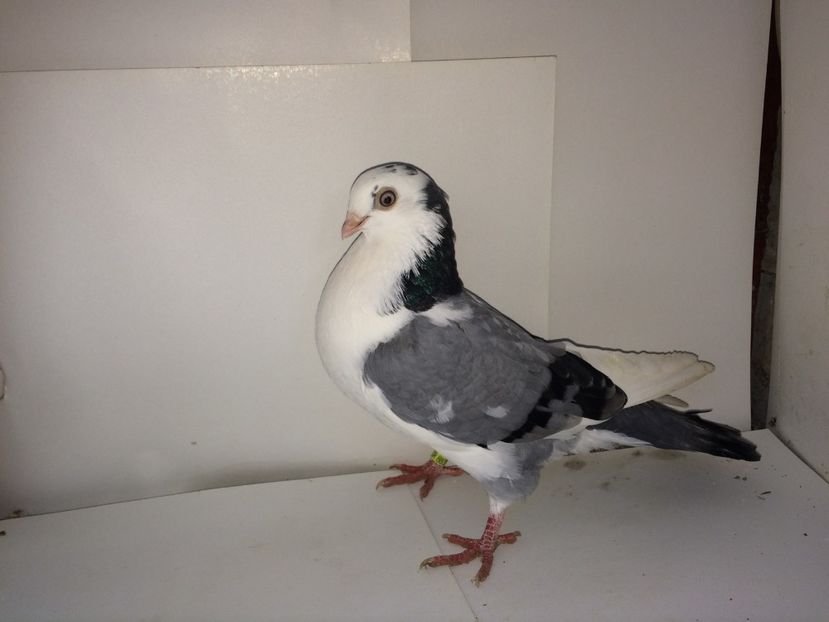 8831  femelă  2017_2 - tineret 2017