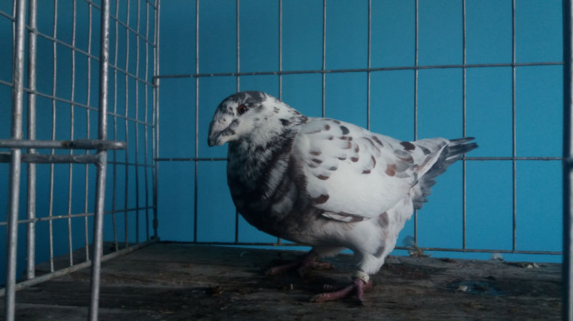 M-2015 - 8-AMERICANI-VANDUTI