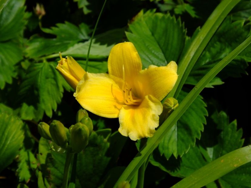 Stela d'Or - 2017_05_Mai II