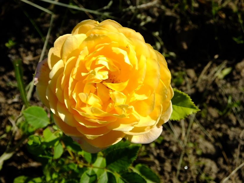 Golden Celebration - 2017_05_Mai II