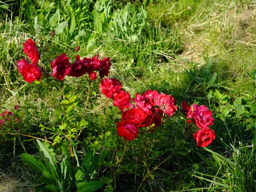 Adelaide Hoodless - 2017_05_Mai II