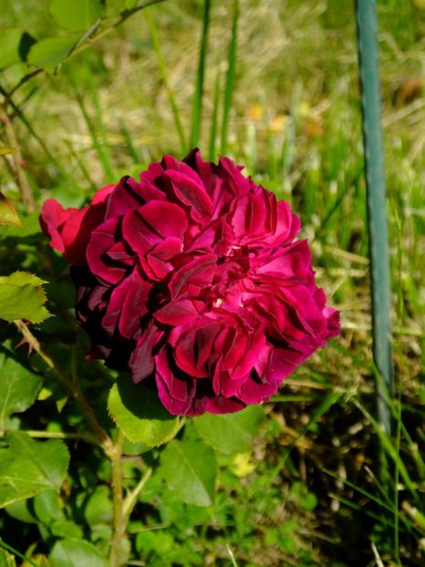 Munstead Wood - 2017_05_Mai II