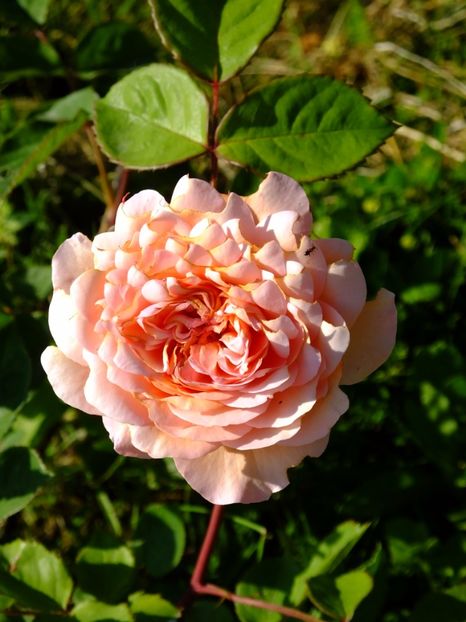 Abraham Darby 2 - 2017_05_Mai II