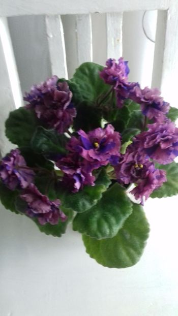  - Psychedelic Rose Fantasy