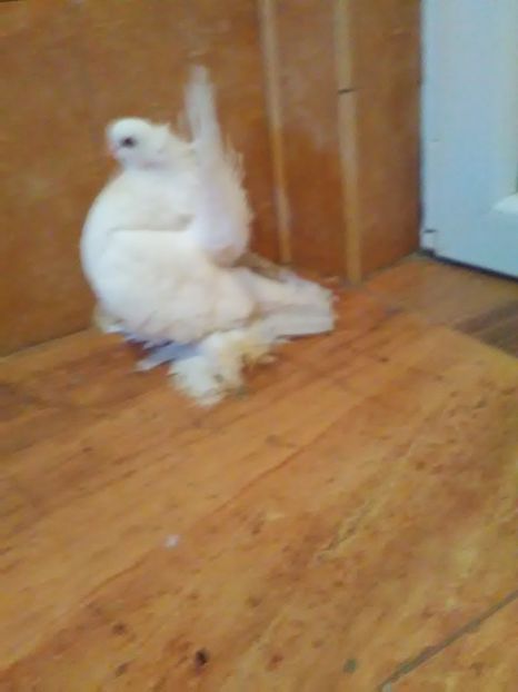  - porumbei siberieni