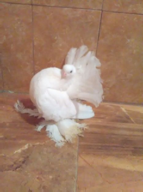  - porumbei siberieni