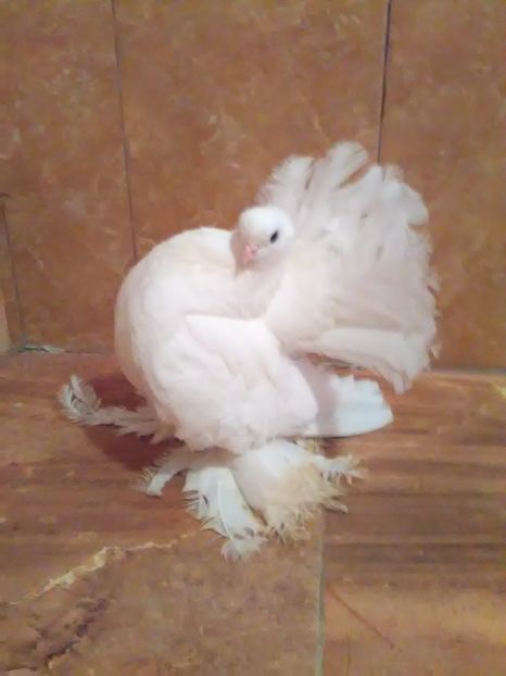  - porumbei siberieni