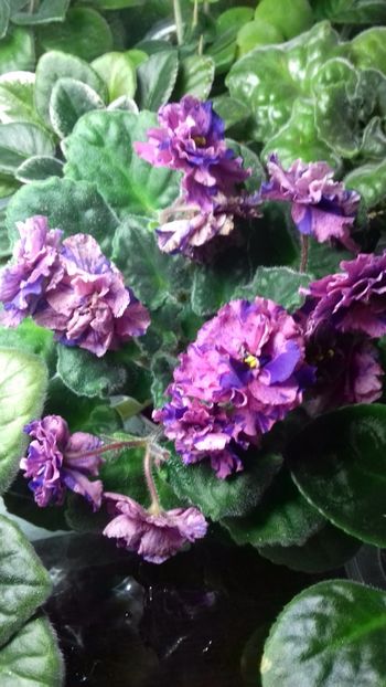  - Psychedelic Rose Fantasy