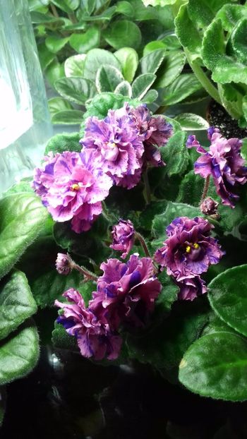  - Psychedelic Rose Fantasy