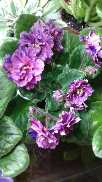  - Psychedelic Rose Fantasy