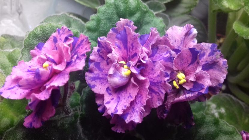  - Psychedelic Rose Fantasy