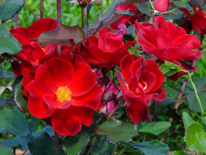 Zeelandia - 2017_05_Mai II