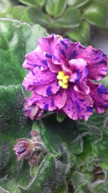  - Psychedelic Rose Fantasy