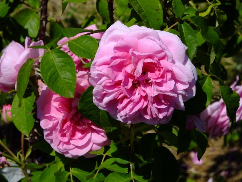 Gertrude Jekyll - 2017_05_Mai II