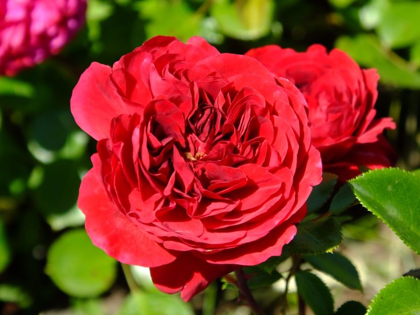 Red Leonardo da Vinci - 2017_05_Mai II
