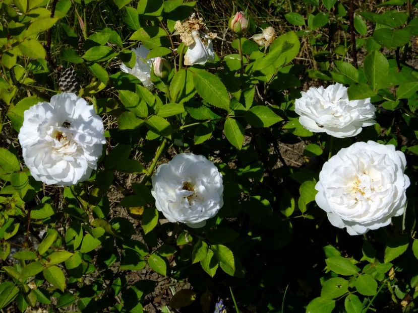 Winchester Cathedral - 2017_05_Mai II
