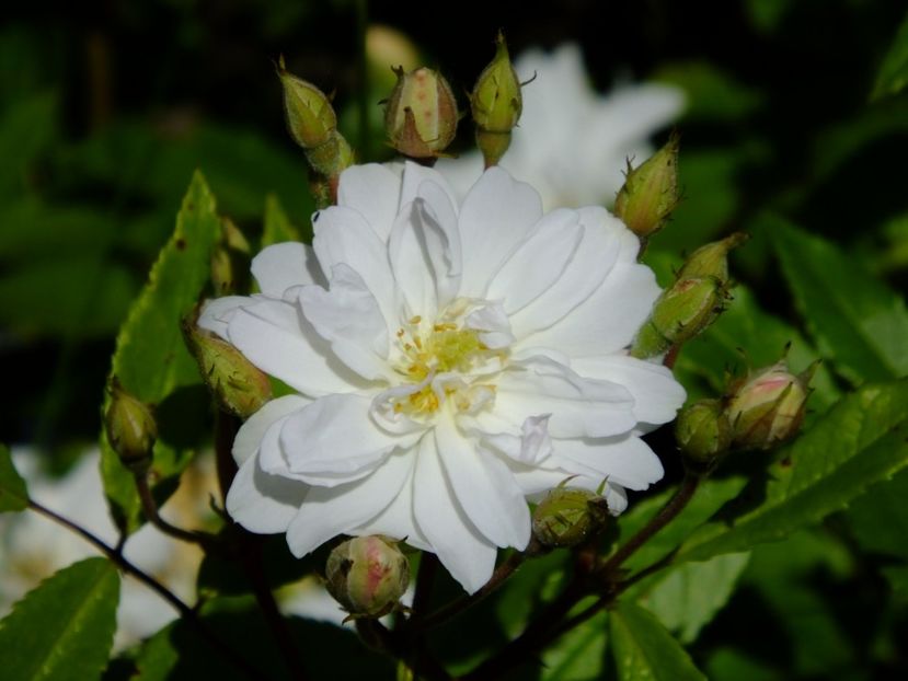 Snow Goose - 2017_05_Mai II