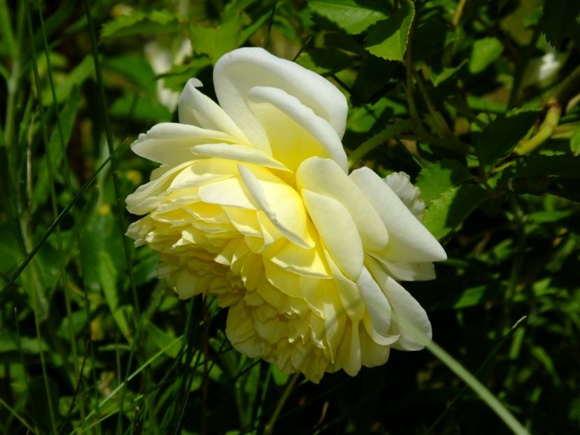 Pilgrim - 2017_05_Mai II