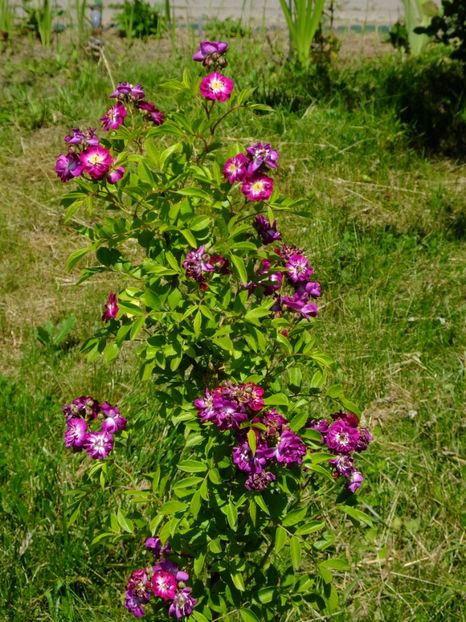 Perenial Blue - 2017_05_Mai II