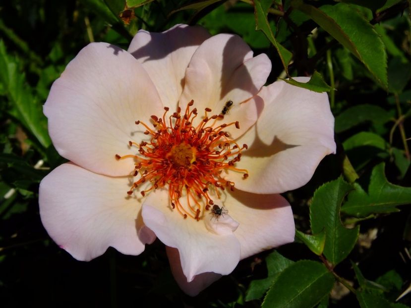 Meg - 2017_05_Mai II