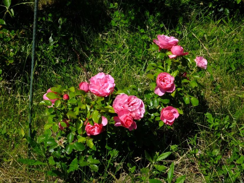 Leonardo da Vinci - 2017_05_Mai II