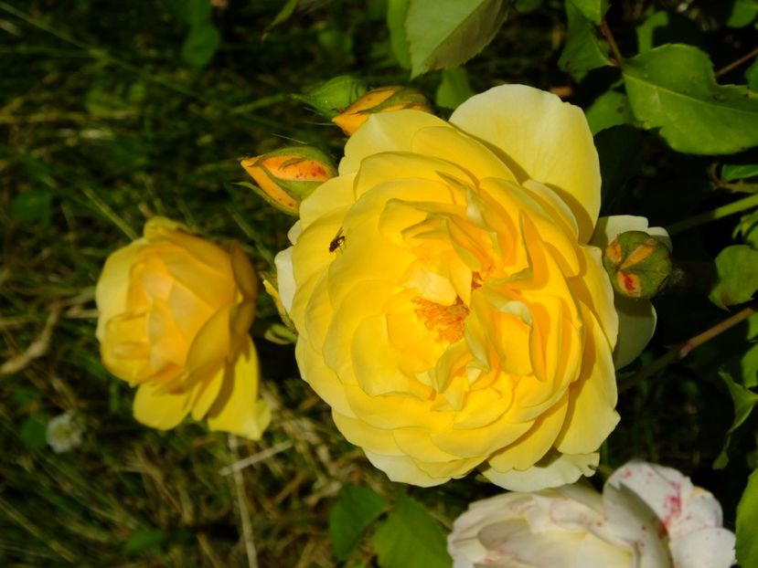 Graham Thomas - 2017_05_Mai II