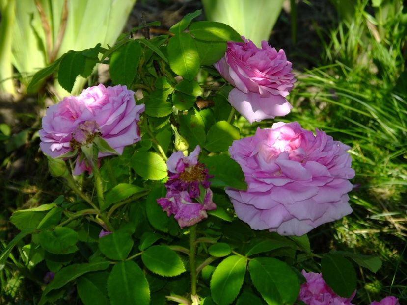 Comte de Chambord - 2017_05_Mai II