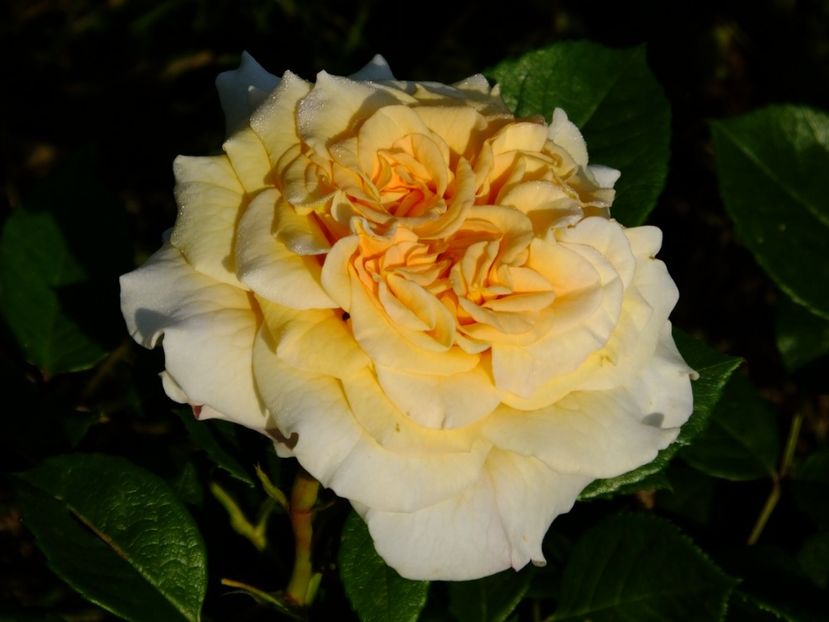 Comtessa - 2017_05_Mai II