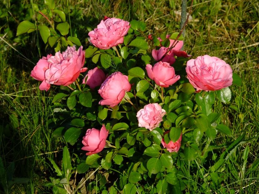 Leonardo da Vinci - 2017_05_Mai II