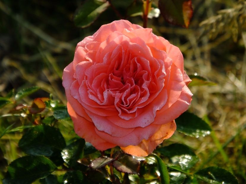 Kimono - 2017_05_Mai II