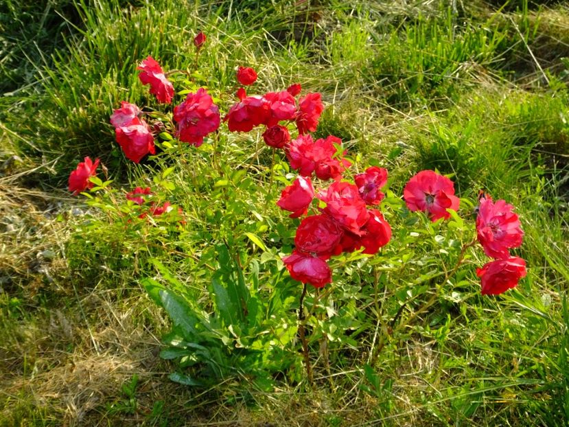 Adelaide Hoodless - 2017_05_Mai II