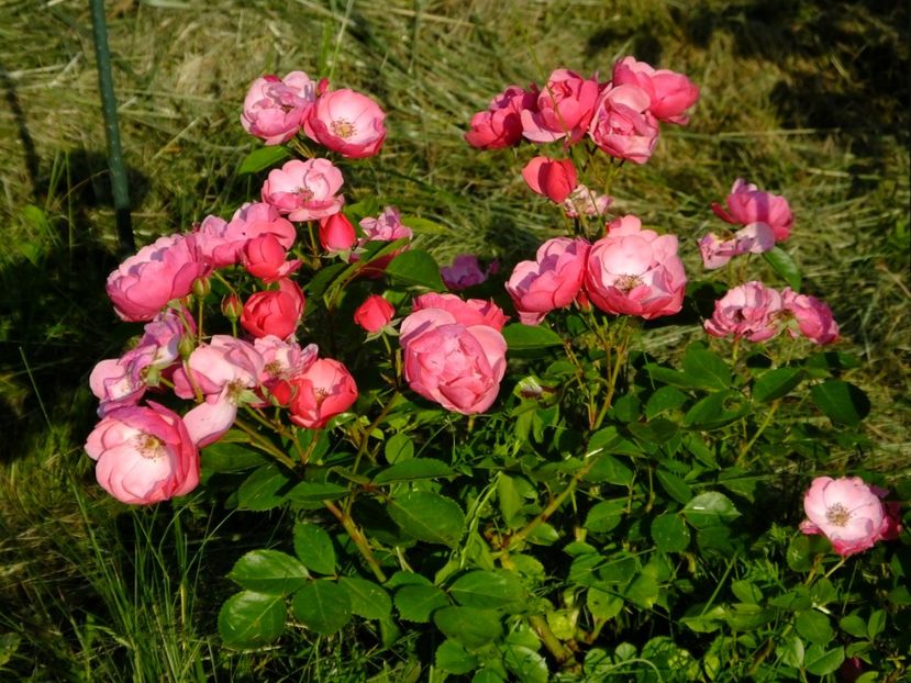 Angela - 2017_05_Mai II