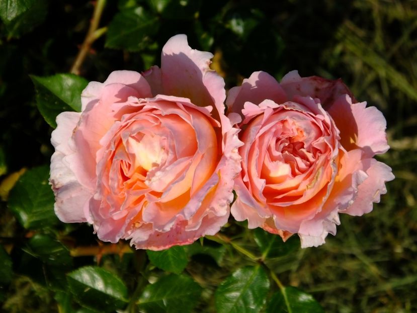 Abraham Darby 1 - 2017_05_Mai II