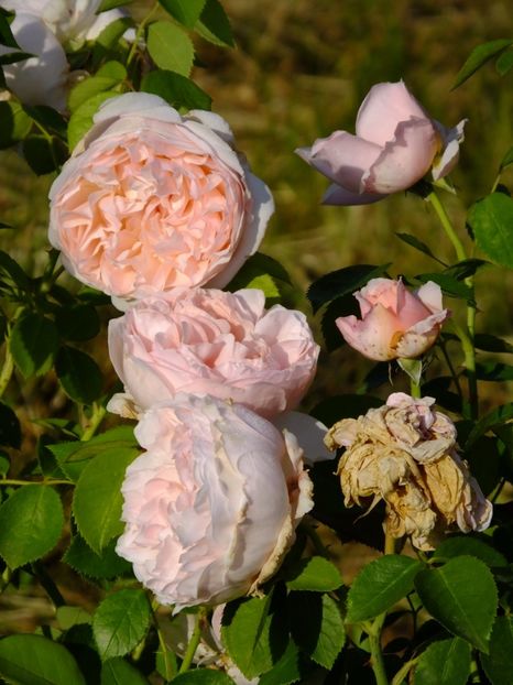 Saint Swithum - 2017_05_Mai II