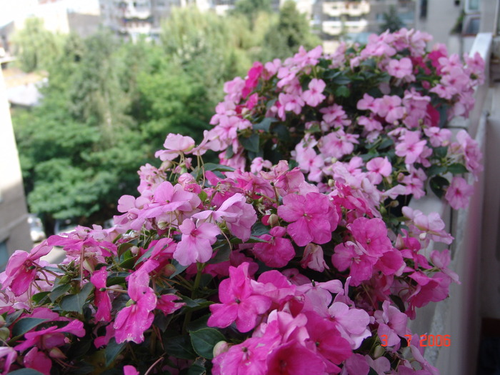 DSC04889 - muscate si impatiens