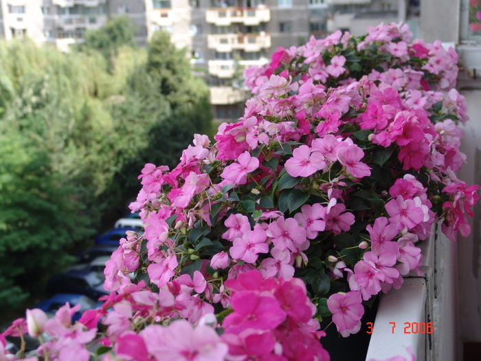 DSC04891 - muscate si impatiens