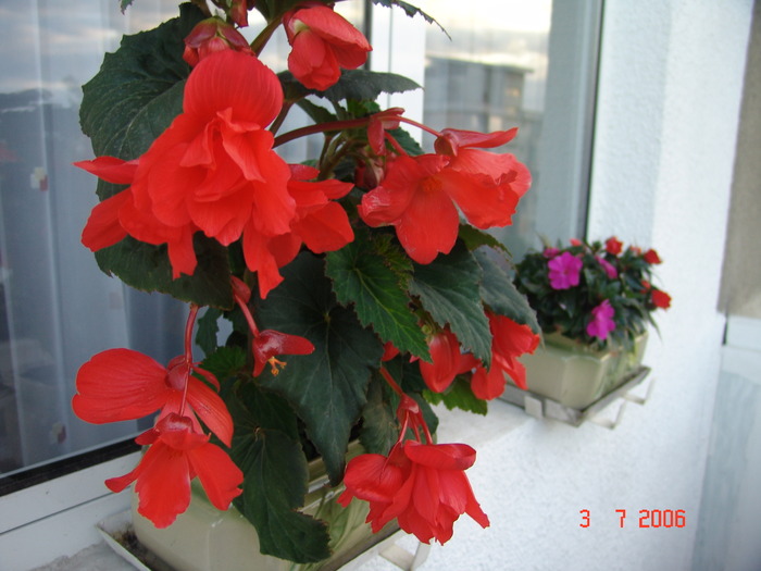 DSC04909 - muscate si impatiens