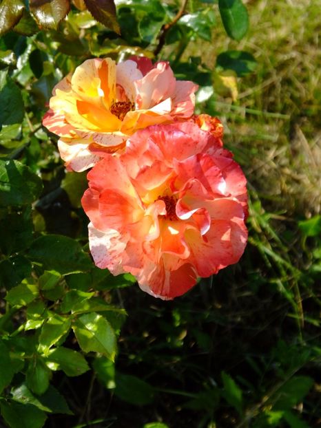 Alfred Sisley - 2017_06_Iunie