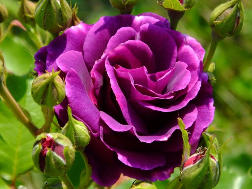 Minerva - 2017_06_Iunie