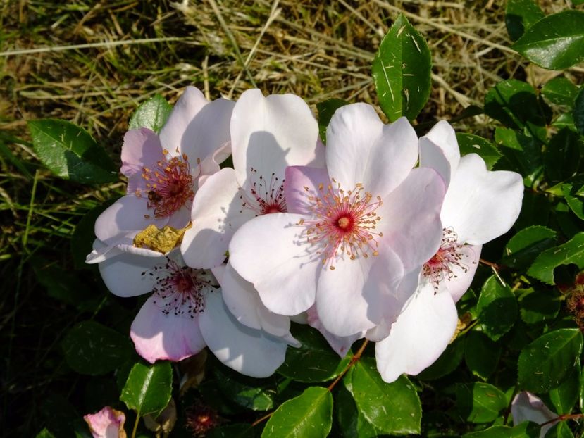 Astronomia - 2017_06_Iunie