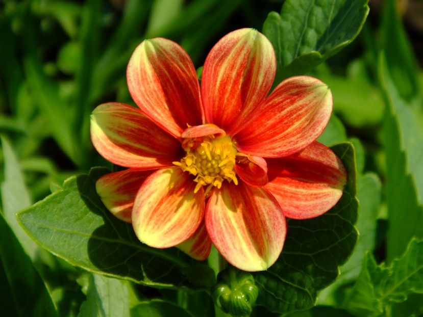 Dalii seminte - 2017_06_Iunie