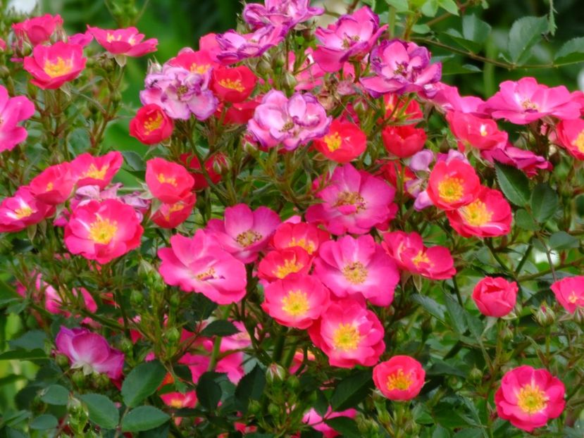 Lupo - 2017_06_Iunie