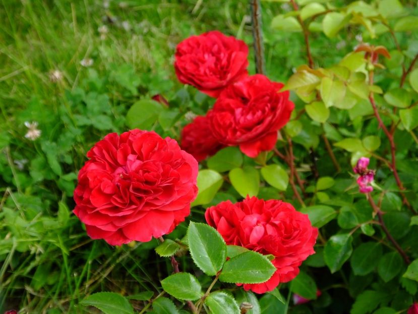 Red Leonardo da Vinci - 2017_06_Iunie